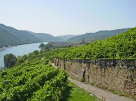 Weinrieden in der Achleiten (Wachau / Weißenkichen)